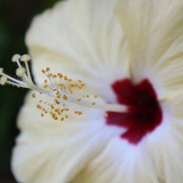 Hibiscus