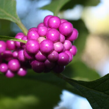 Tiny Berry Bunch