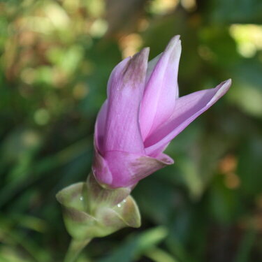 From my Sister&#039;s Garden