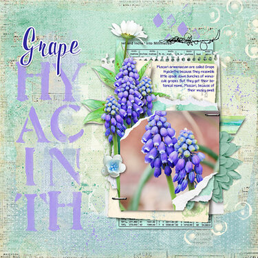 Grape Hyacinth