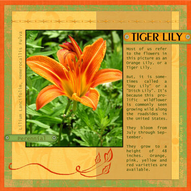 Tiger Lily