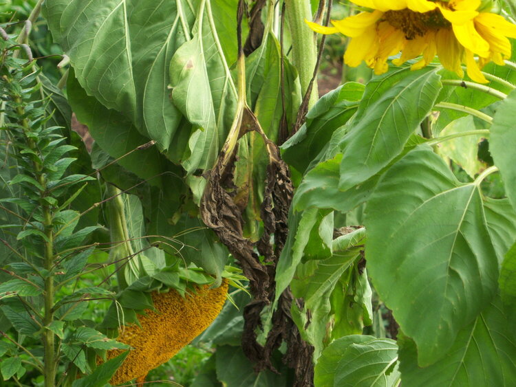 POD Sept 13 - leaning sunflowers after Ike