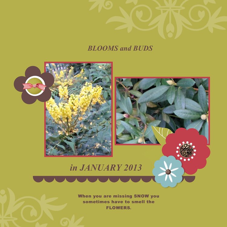 Jan 2013 - Buds and Blooms