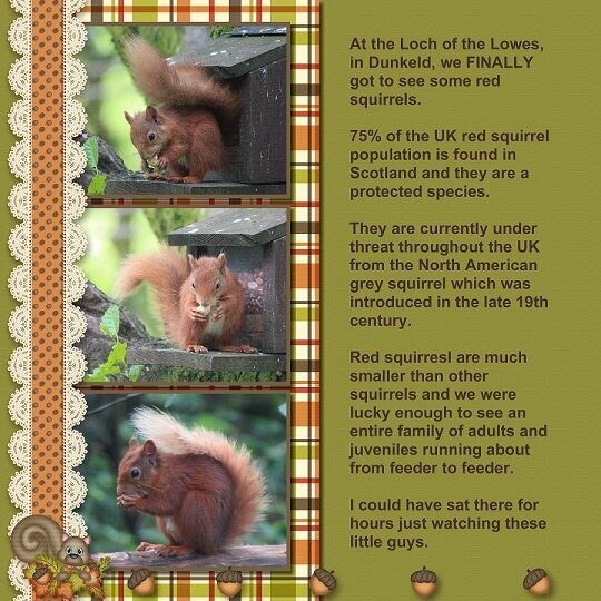 2015 - Red Squirrels