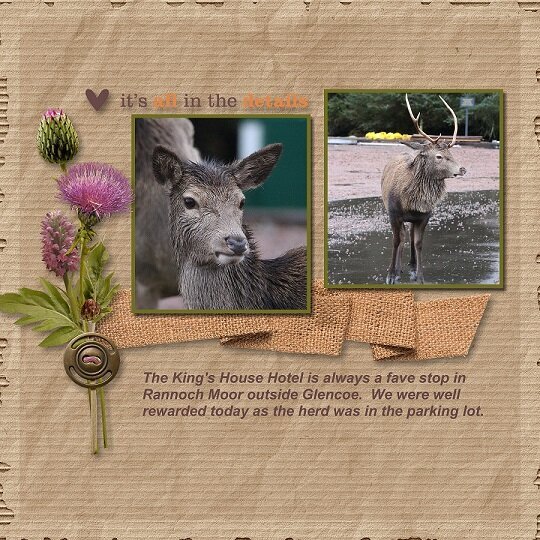 2020, Scotland - Deer at Rannoch Moor