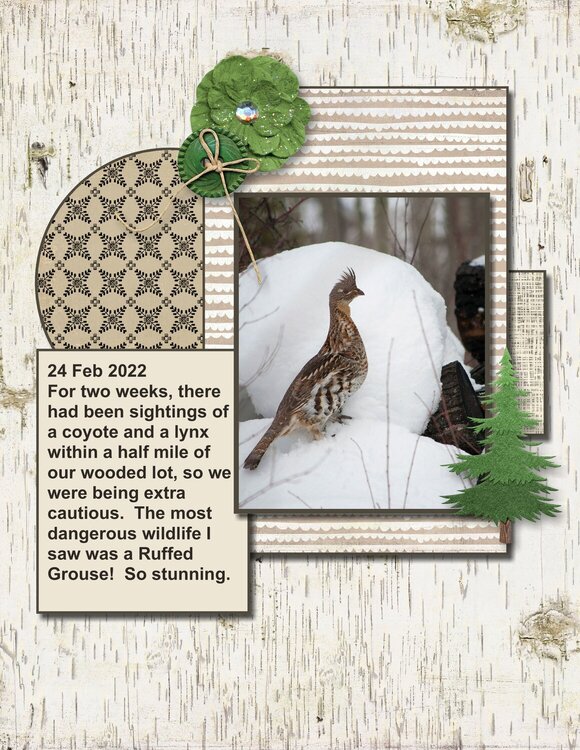 2022 - Ruffed Grouse