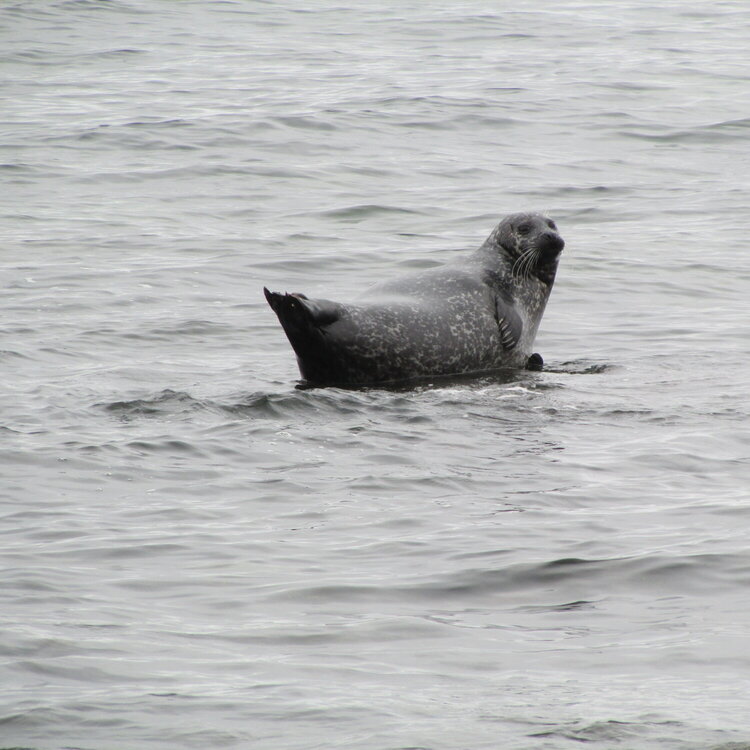 Isle of Arran - 1st seal of the trip