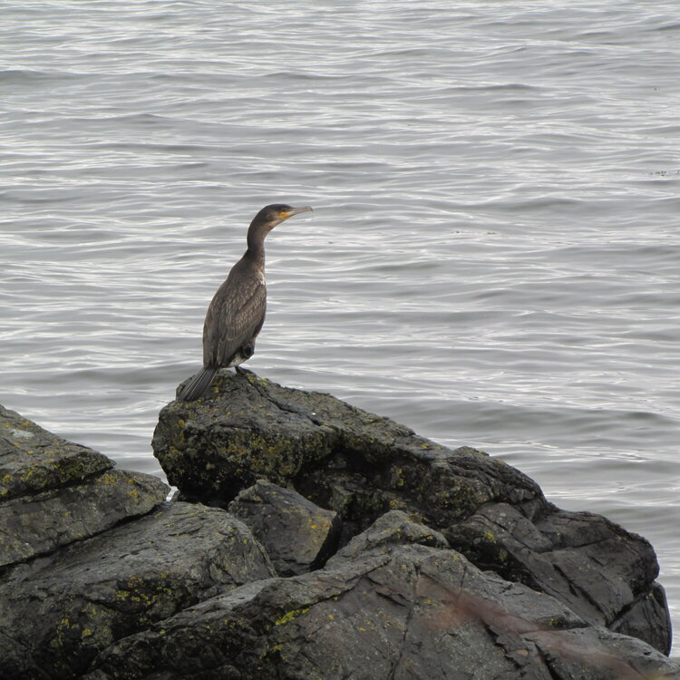 2015, Isle of Arran, cormorant