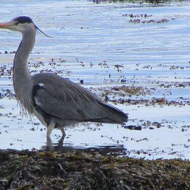 heron