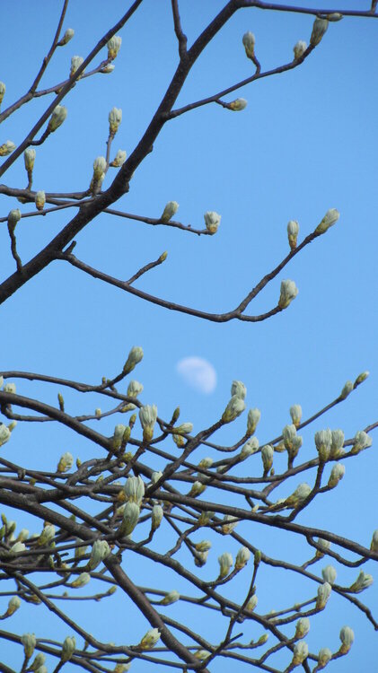 2013 April Photo Fun - Moon with Buds