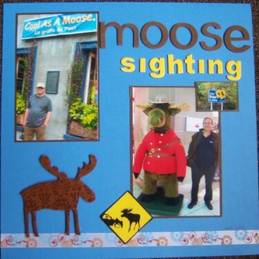 Moose Sighting