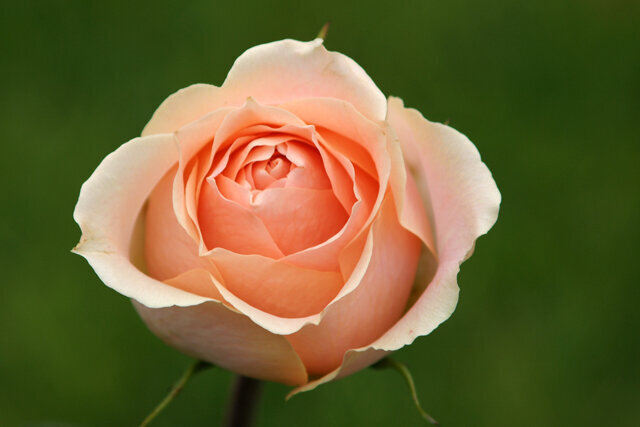 Peach Rose