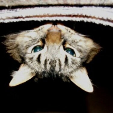 Peek-A-Boo Cat