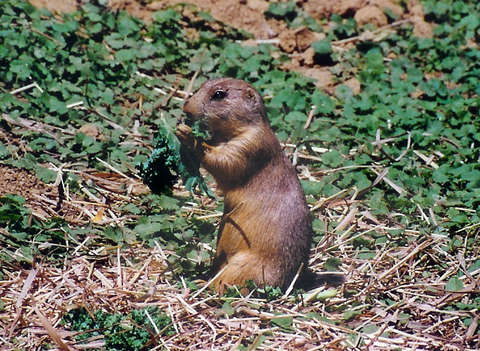 Prairie Dog