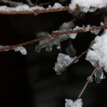 Nesting Snow