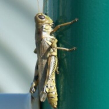 Grasshopper