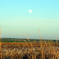 Oklahoma Moon Over A Cotton Field