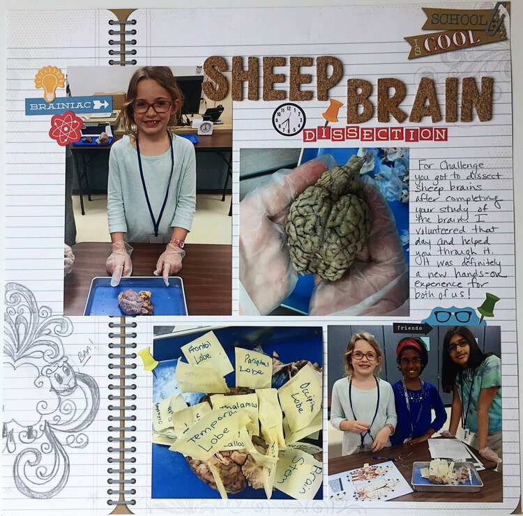 Sheep Brain Dissection