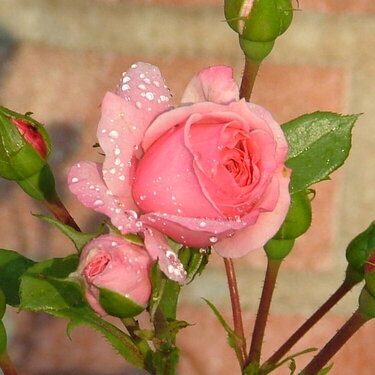 My mother-in-law&#039;s pink rose in the morning