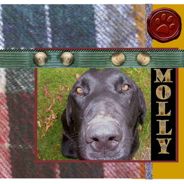 Molly The Dog