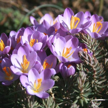 My Spring Crocus Are Blooming!