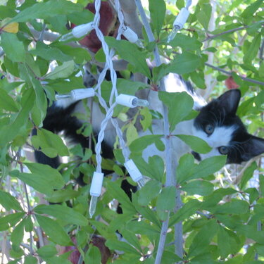 Simon in a tree