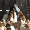 All Stacked up with Kids Around in the Barn