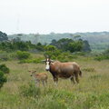 On Safari