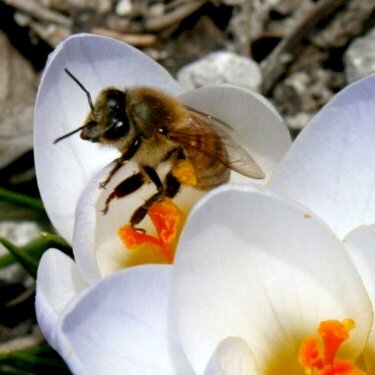 A spring bee