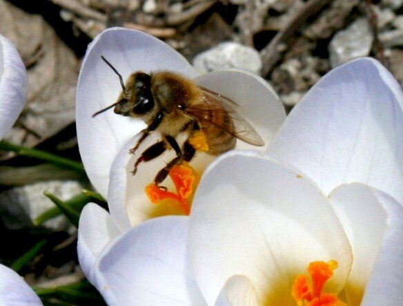 A spring bee