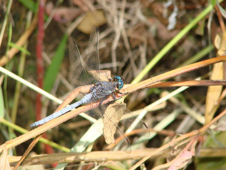 Dragonfly