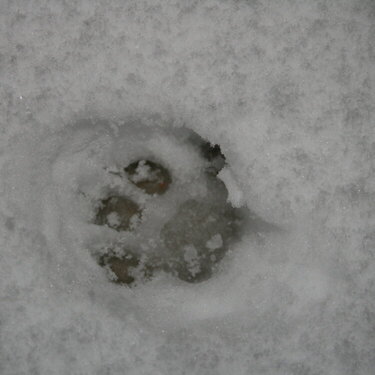 my cat&#039;s footprint in snow
