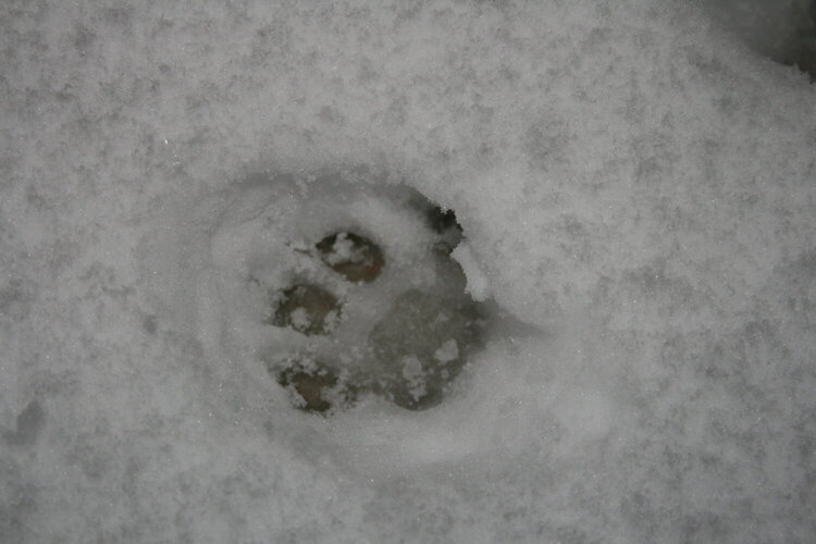 my cat&#039;s footprint in snow