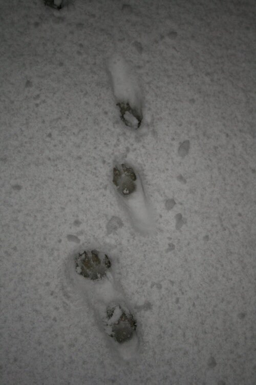 my cat&#039;s footprints in the snow