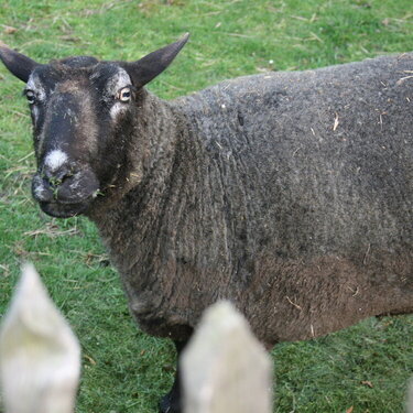 my grandmother&#039;s sheep, Bella