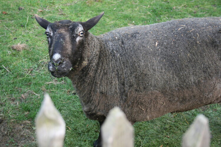 my grandmother&#039;s sheep, Bella