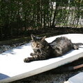 Suske sunbathing on the surfboard