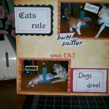 cats rule,dogs drool