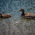 Two Ducks Swimming