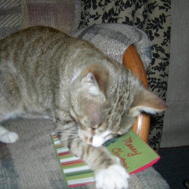 my xmas card being attacked,by my kitty.