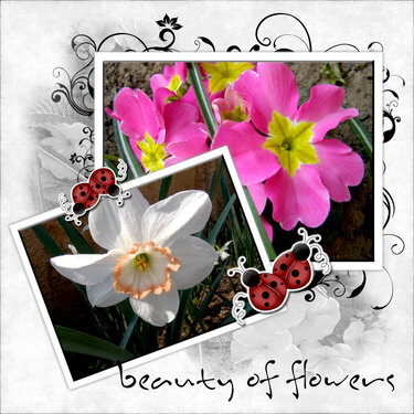 beauty of flowers