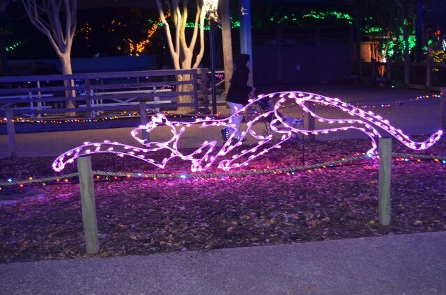 zoo lights = Dec pic of day