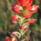 Texas Paintbrush