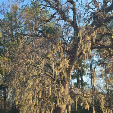 Spanish Moss Draped Tree POD1