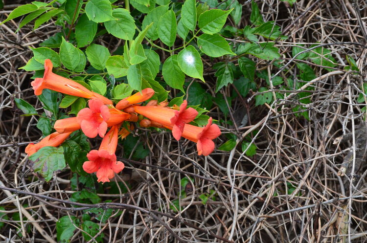 July MINI # 2 -L- Lovely trumpet Vine