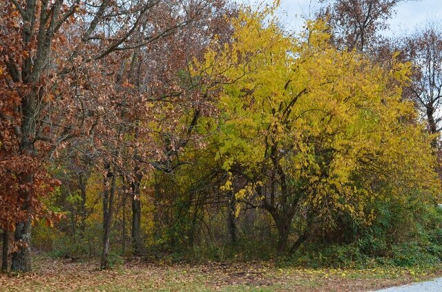 Bois D&#039;arc tree, aka hedge  or osage orange