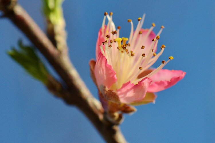 Peach tree 2