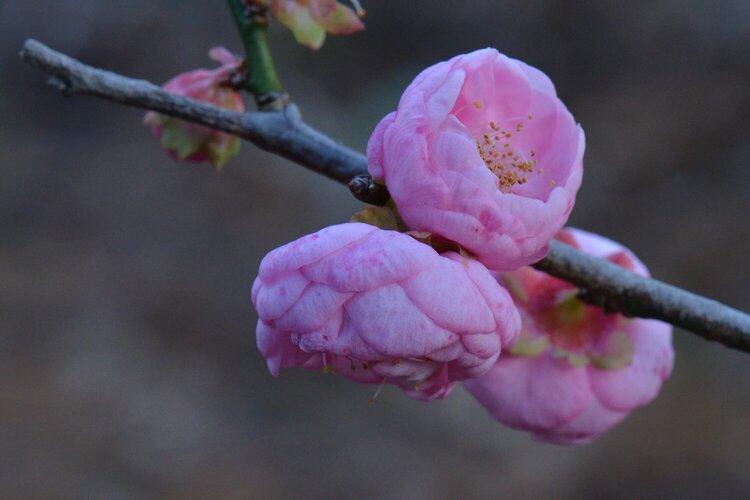 JAN POD #7 - Apricot blossoms