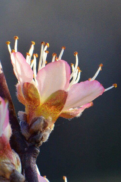 bloom at sunset