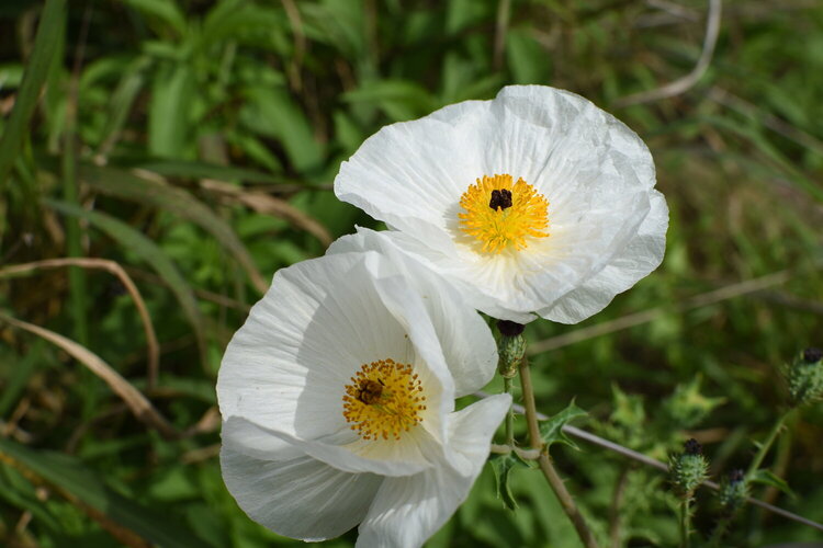 White Prickly Poppy